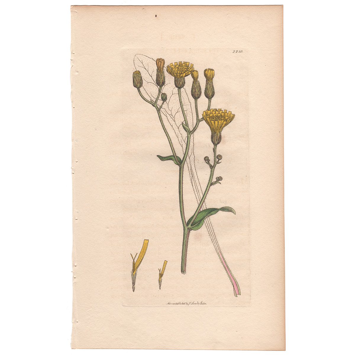 Sowerby Botany Plate 2210 Soft-leaved Groundsel