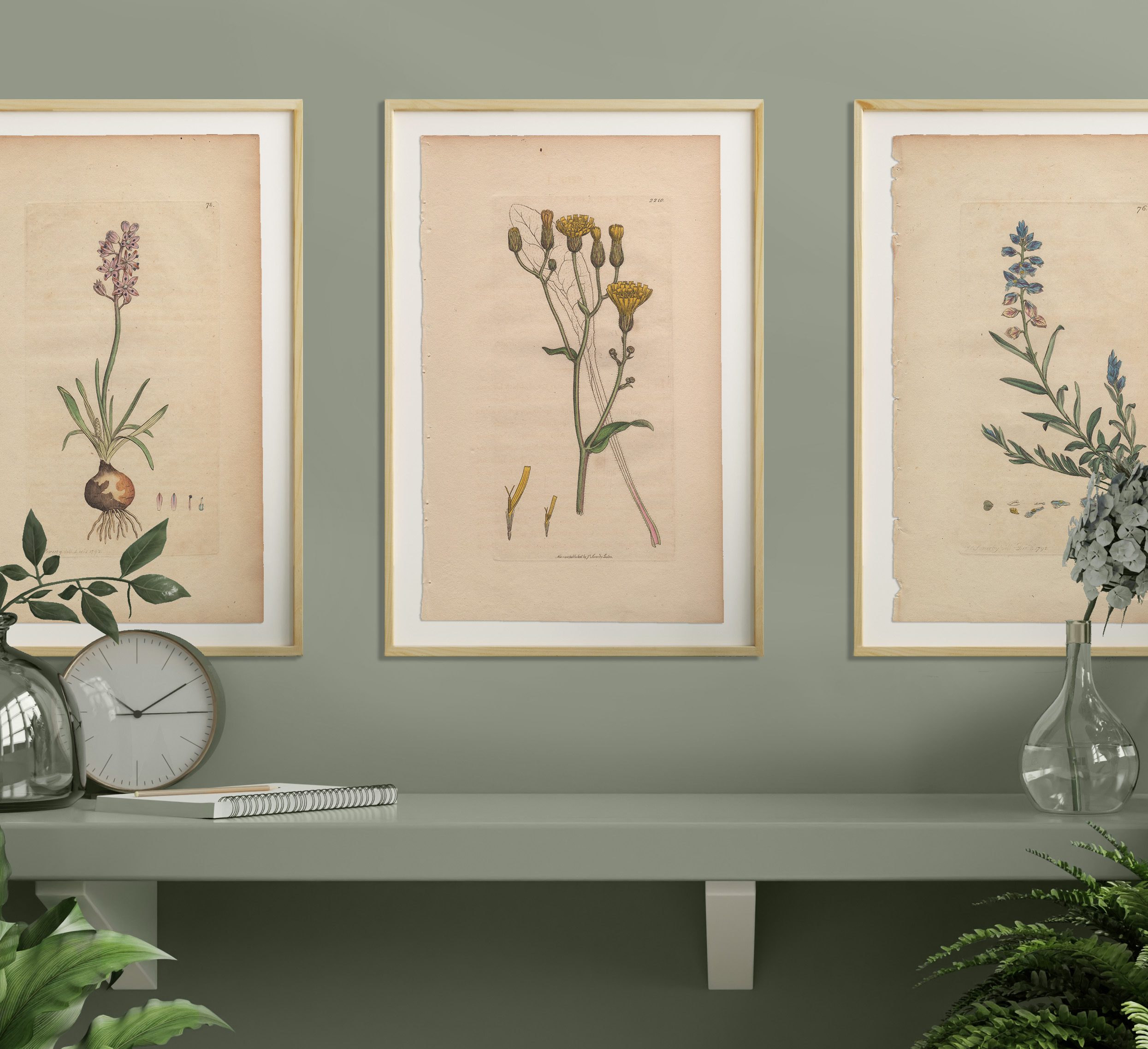 James Sowerby English Botany