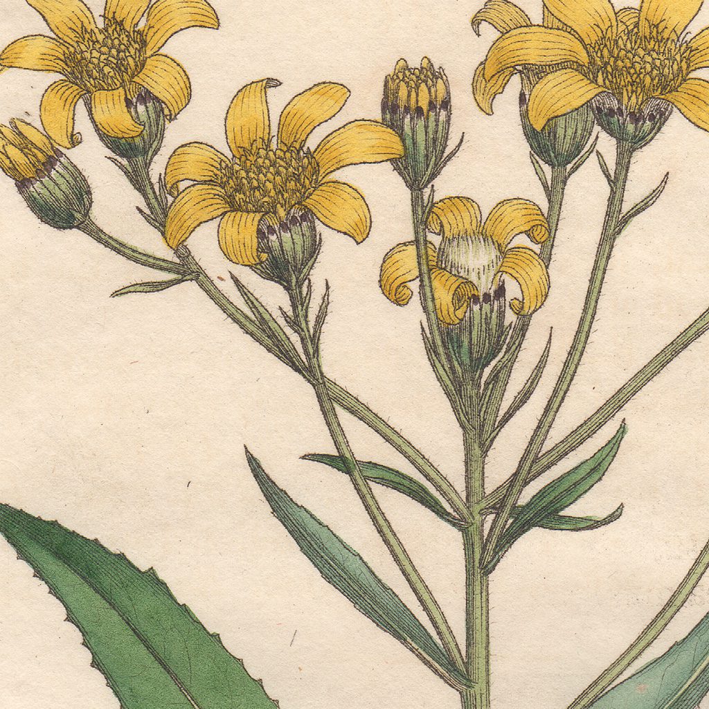 James Sowerby English Botany