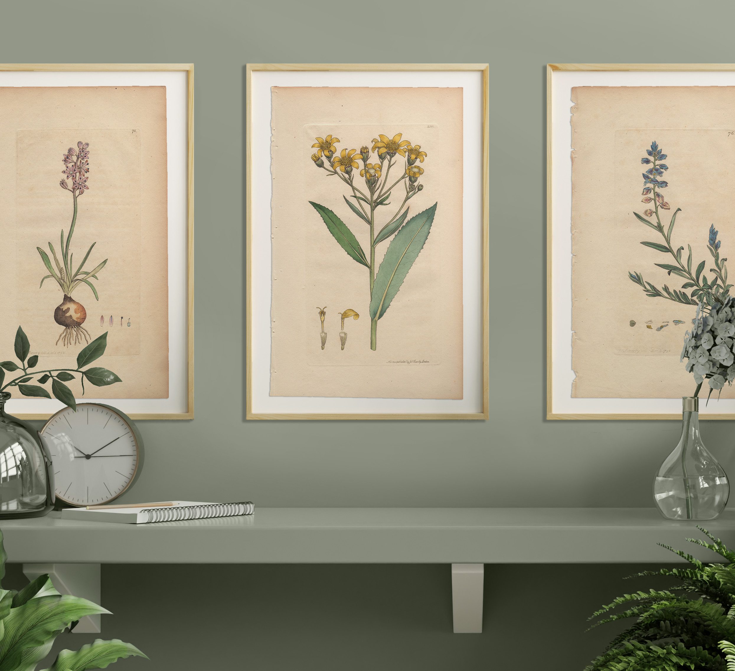 James Sowerby English Botany