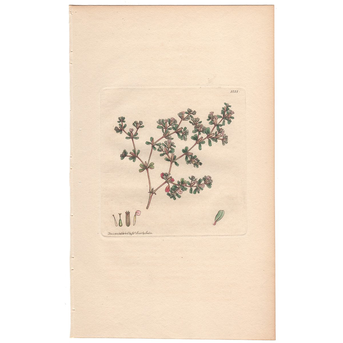 Sowerby Botany Plate 2222 Powdery Sea - Heath