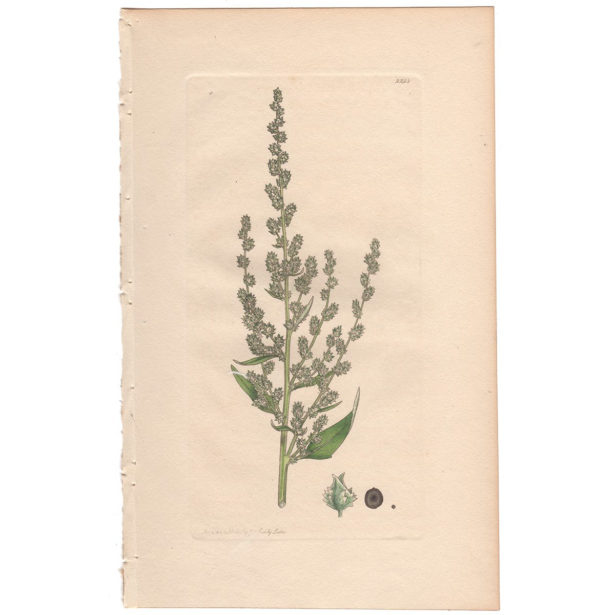 Sowerby Botany Plate 2223 Upright Spear-leaved Orache
