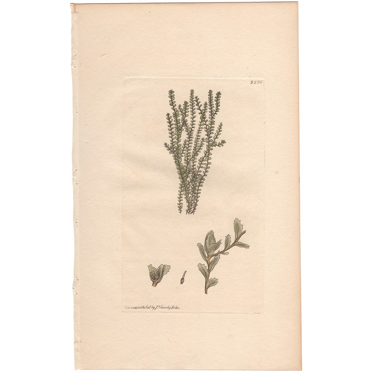 Sowerby Botany Plate 2228 Prickly-leaved Jungermannia