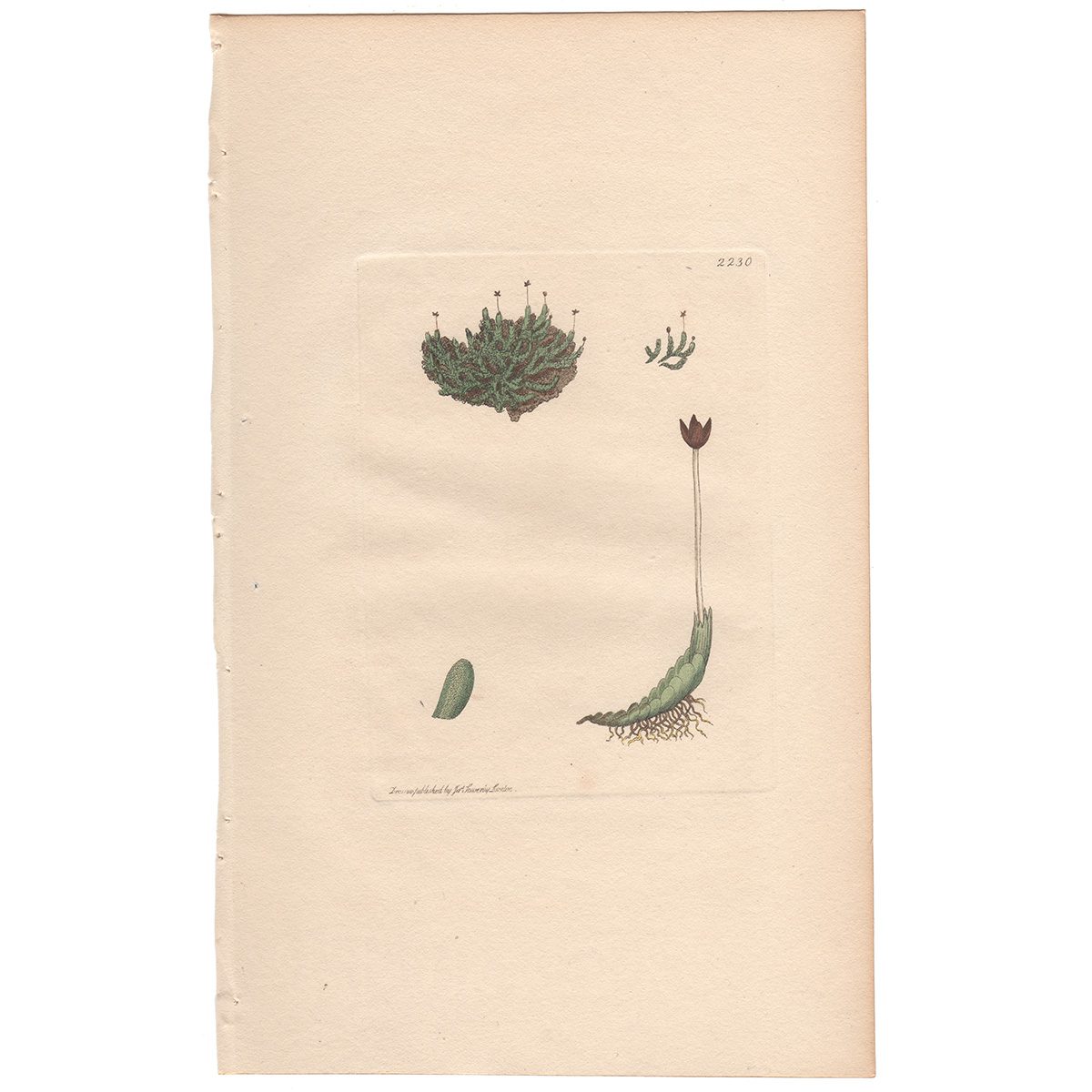 Sowerby Botany Plate 2230 Dwarf Simple Jungermannia