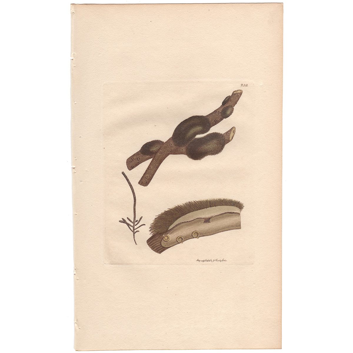 Sowerby Botany Plate 2311 Target Conferva