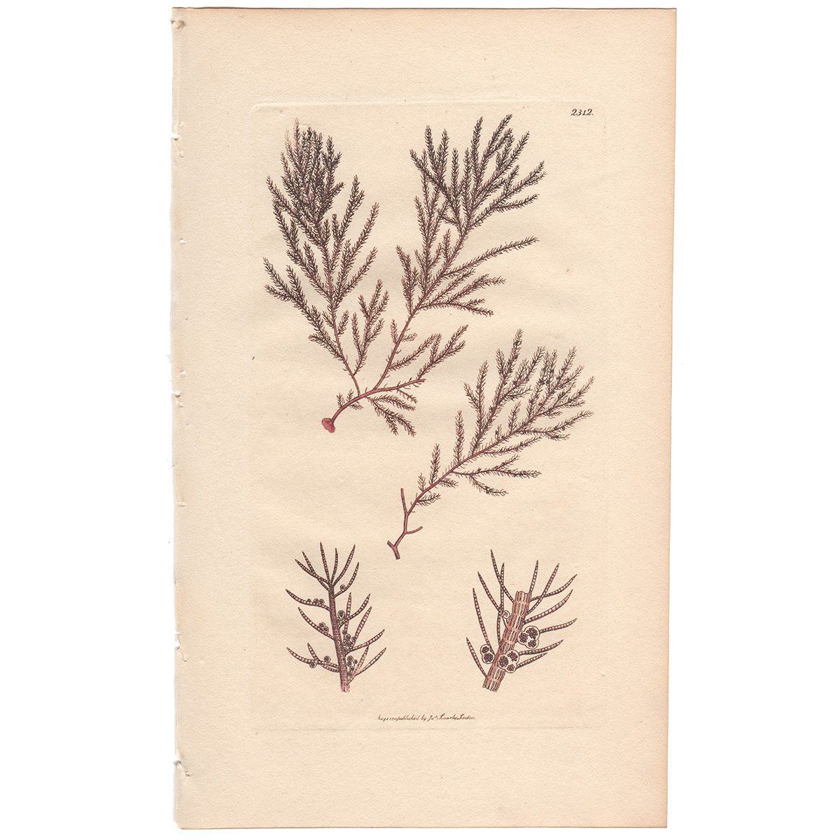 Sowerby Botany Plate 2312 Aggregate-fruited Conferva