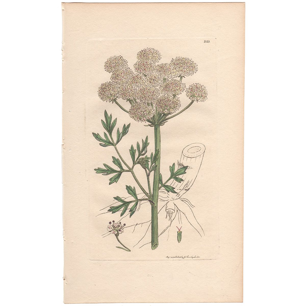 Sowerby Botany Plate 2313 Hemlock Water Dropwort