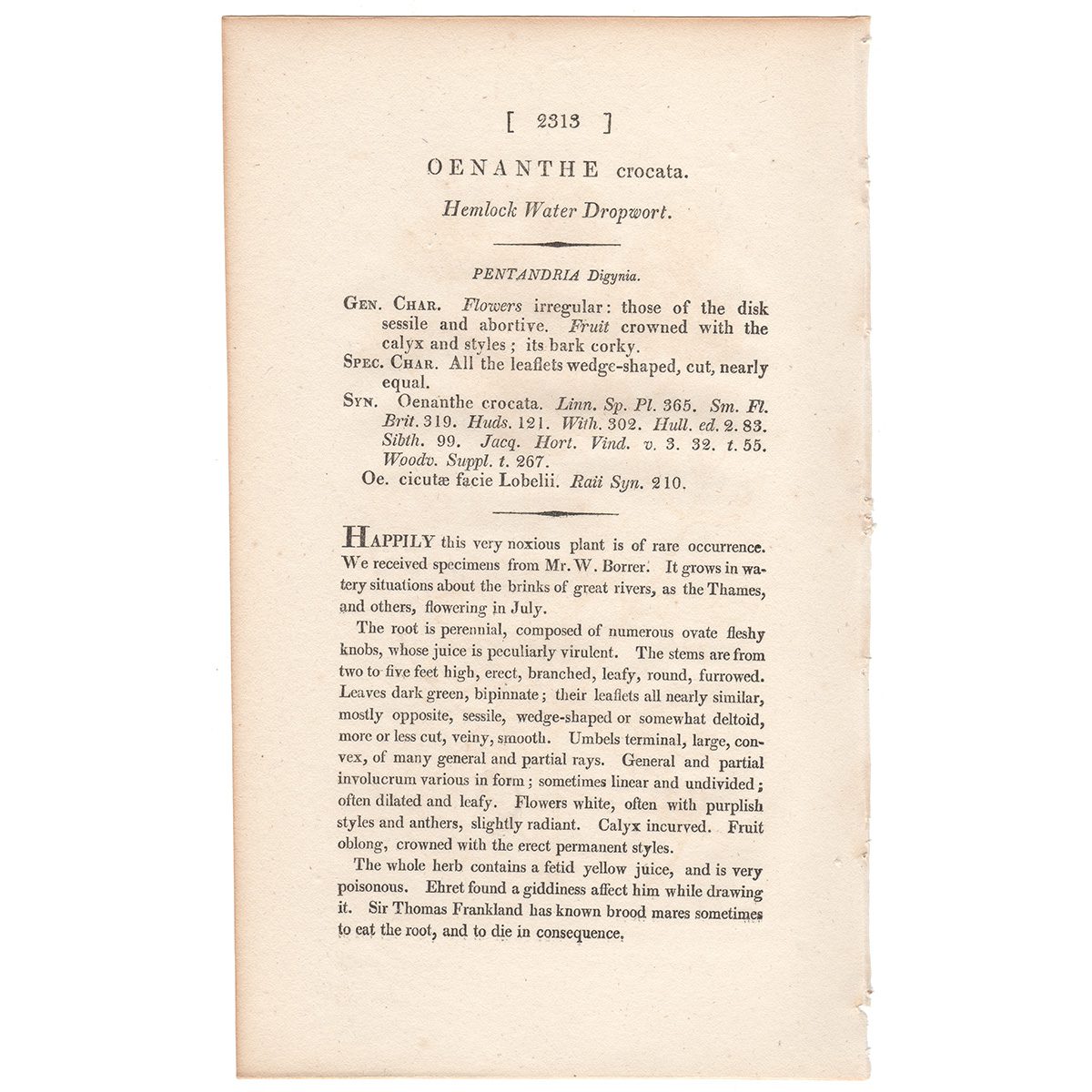 Sowerby Botany Plate 2313 Hemlock Water Dropwort - Image 3