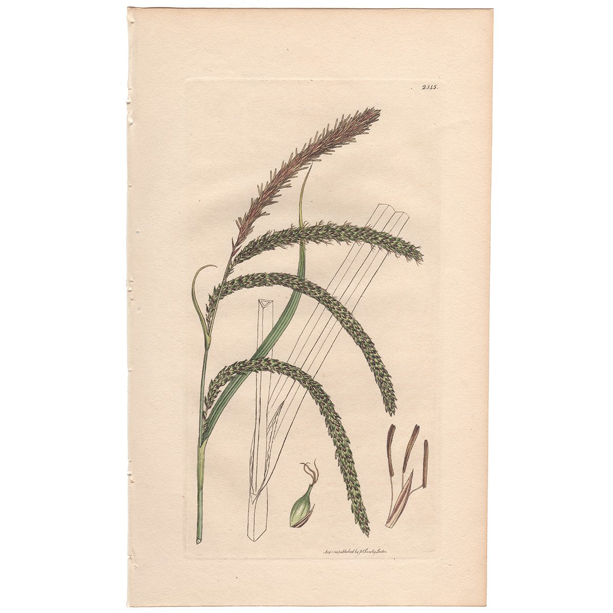 Sowerby Botany Plate 2315 Great Pendulous Carex