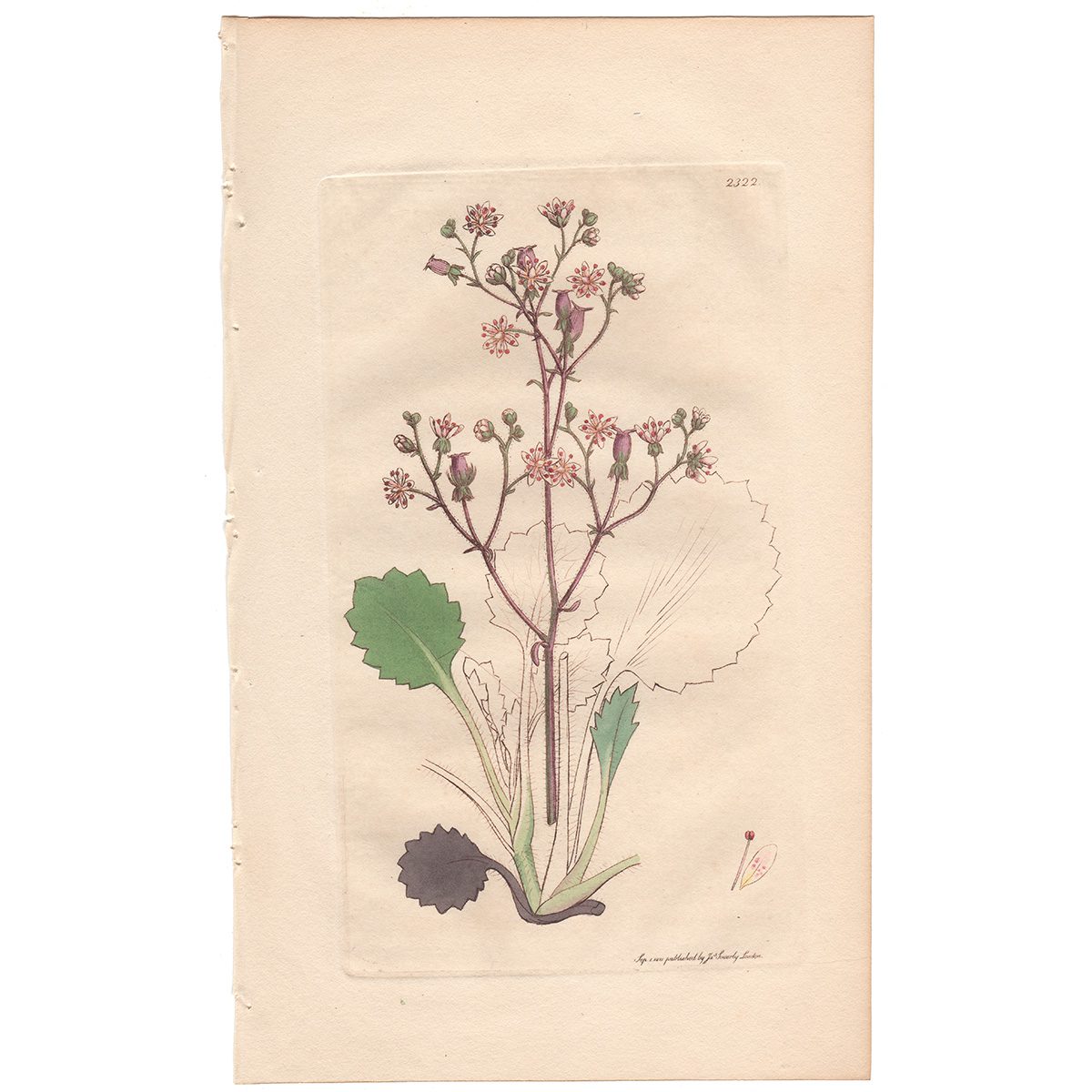 Sowerby Botany Plate 2322 Hairy Oval-leaved Saxifrage