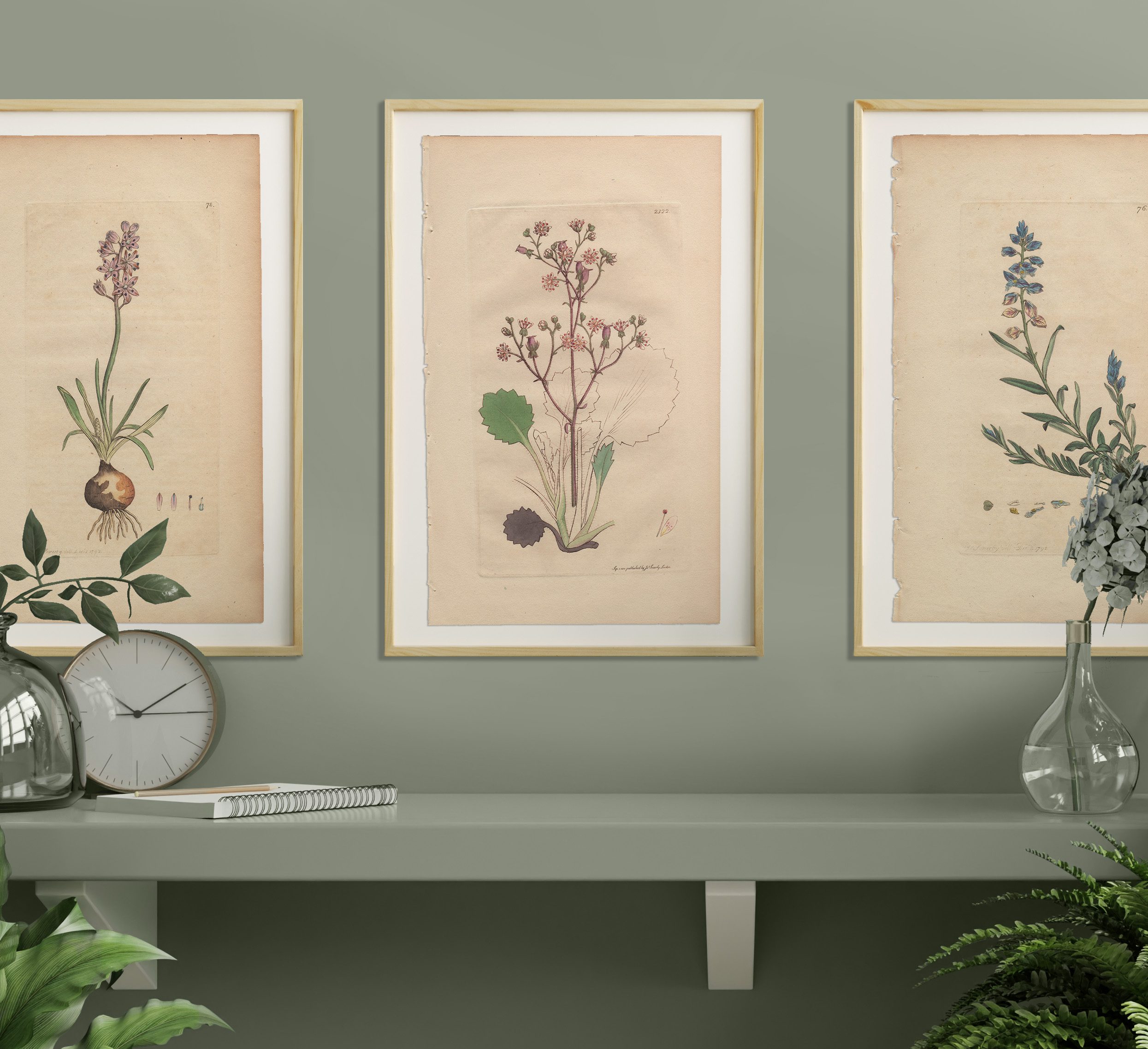 Sowerby Botany Plate 2322 Hairy Oval-leaved Saxifrage - Image 4