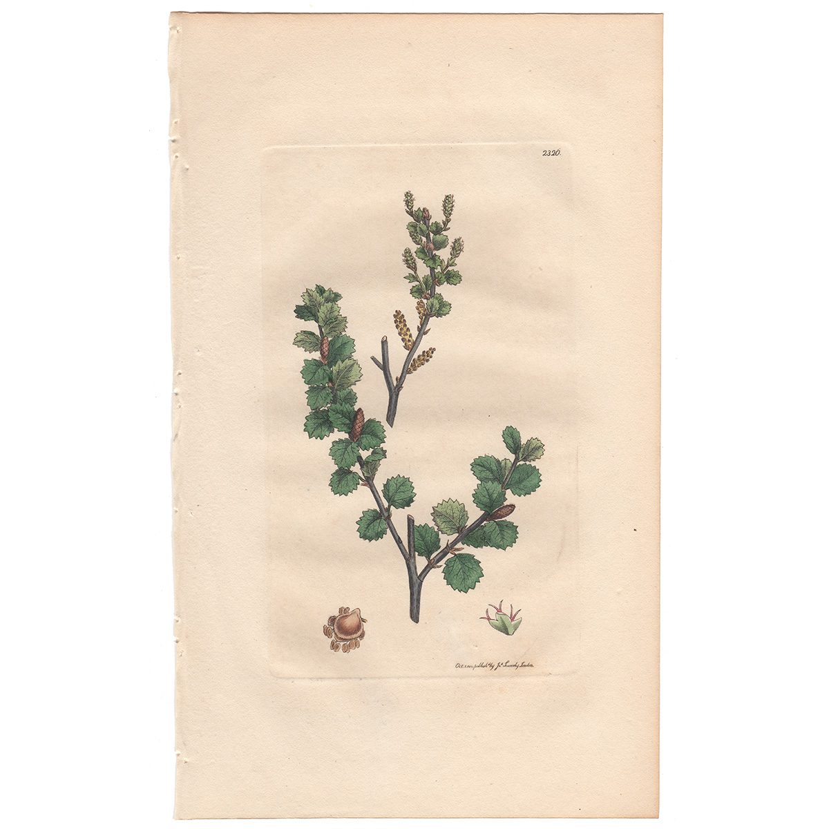 Sowerby Botany Plate 2326 Dwarf Birch