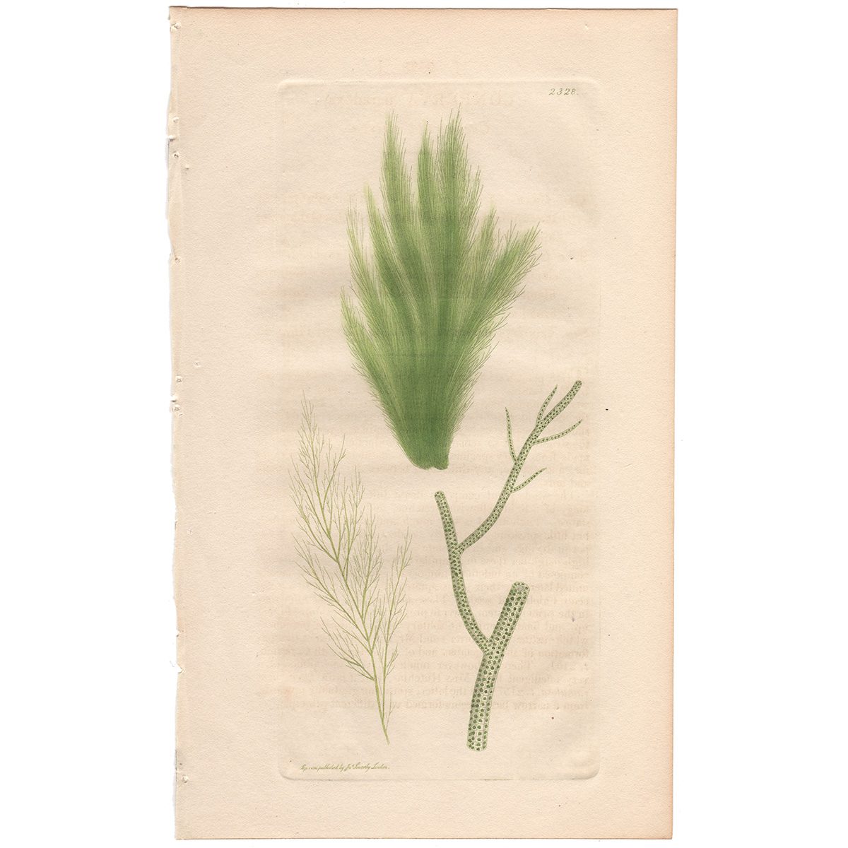 Sowerby Botany Plate 2328 Chequered Conferva