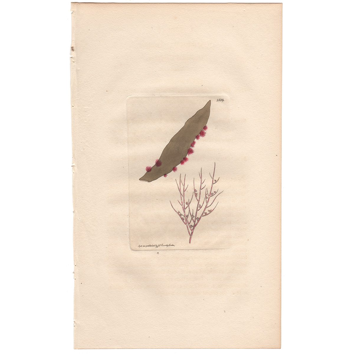 Sowerby Botany Plate 2329 Daviesian Conferva