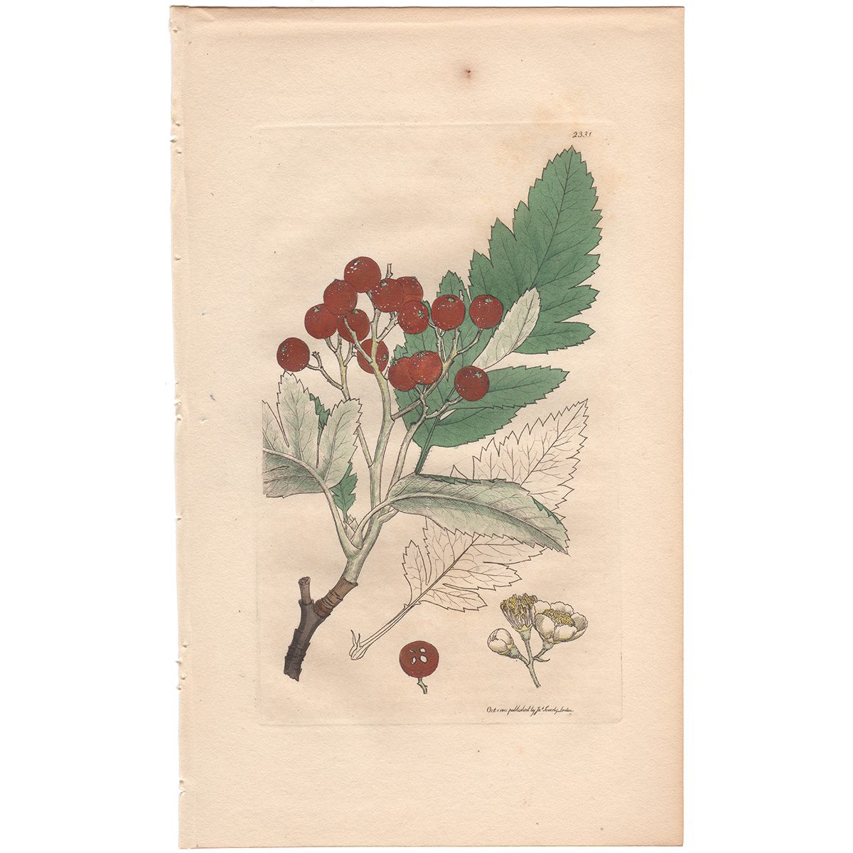 Sowerby Botany Plate 2331 Bastard Mountain Ash