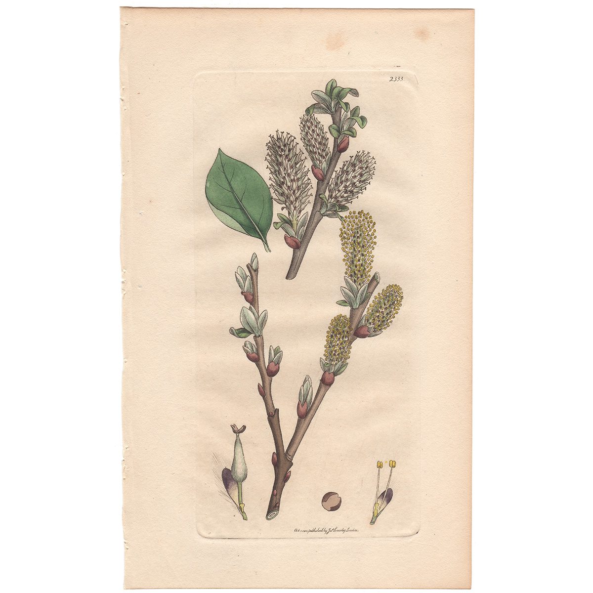 Sowerby Botany Plate 2333 Withered-pointed Willow