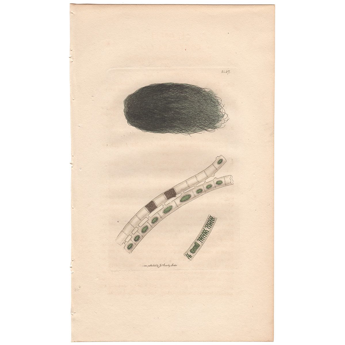 Sowerby Botany Plate 2337 Deep-green Combined Conferva