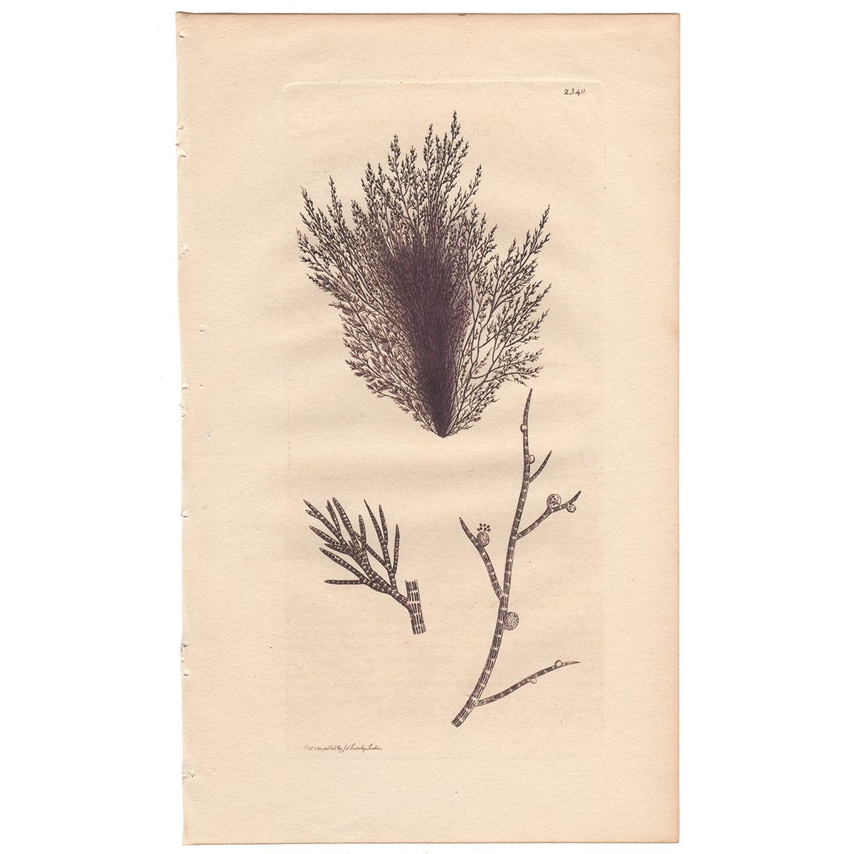 Sowerby Botany Plate 2340 Slender Compound-jointed Conferva