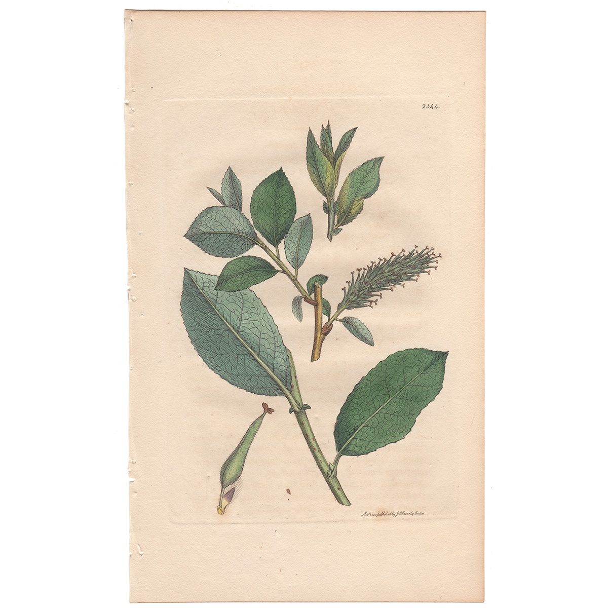 Sowerby Botany Plate 2344 Glaucous Mountain Sallow