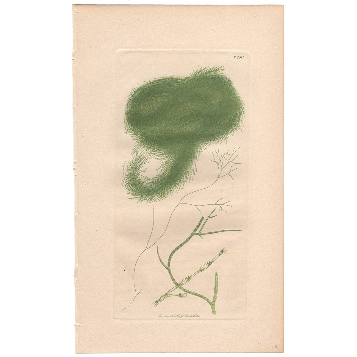 Sowerby Botany Plate 2350 Branching Cross-jointed Conferva