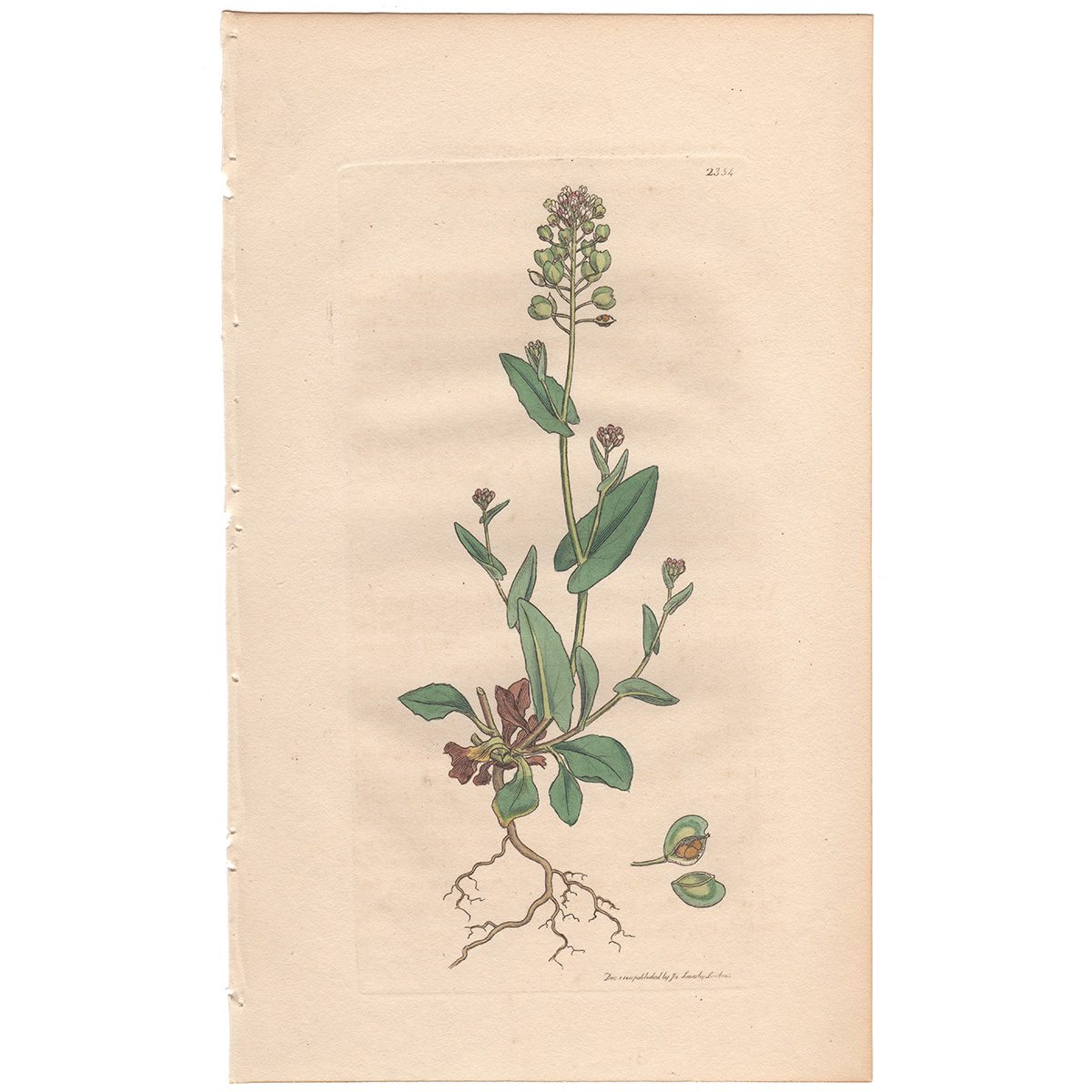 Sowerby Botany Plate 2354 Perfoliate Shepherd's Purse