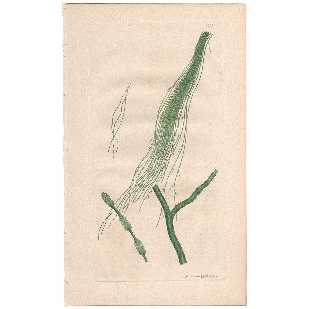 Sowerby Botany Plate 2364 Capillary Cross-jointed Conferva