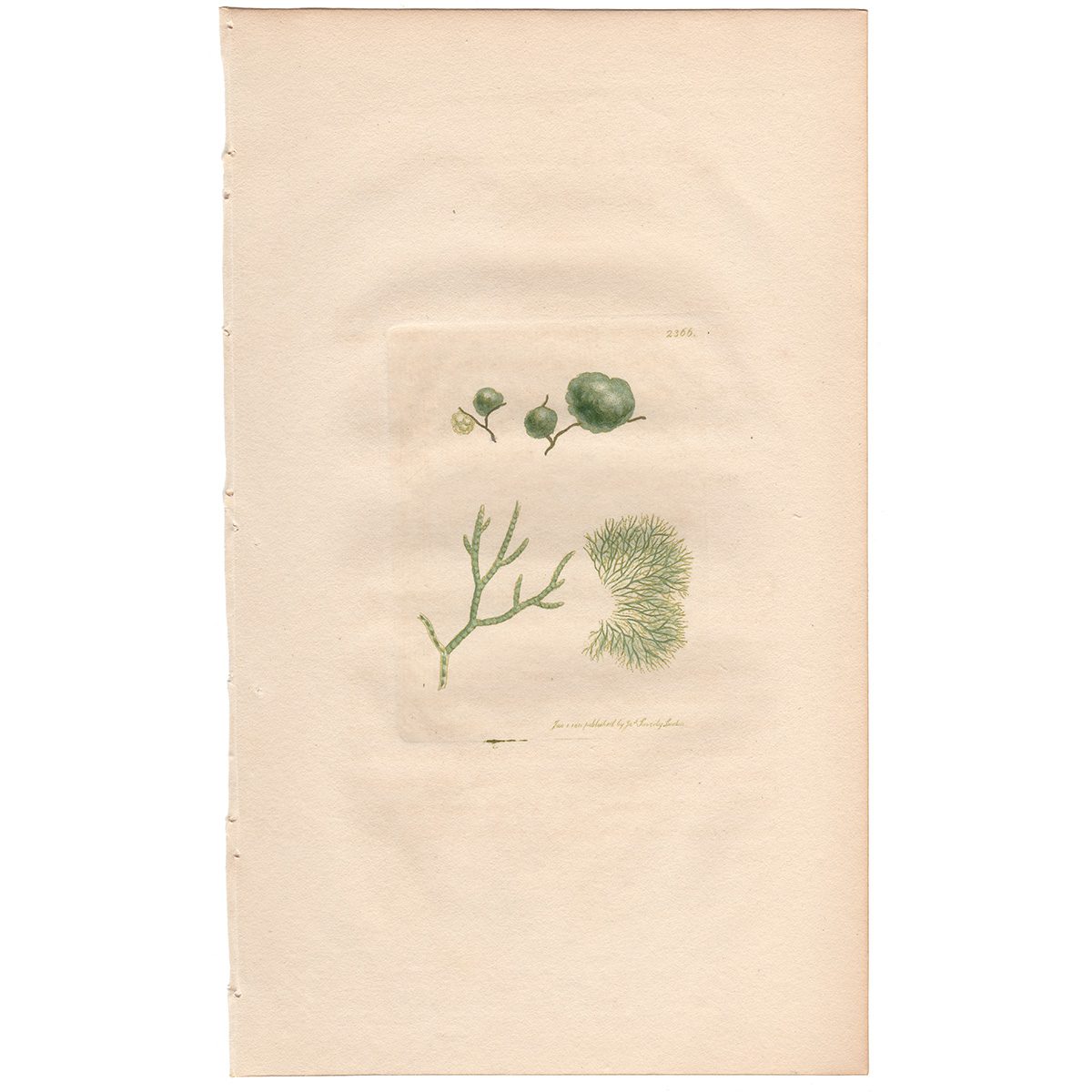 Sowerby Botany Plate 2366 Tubercular Rivularia