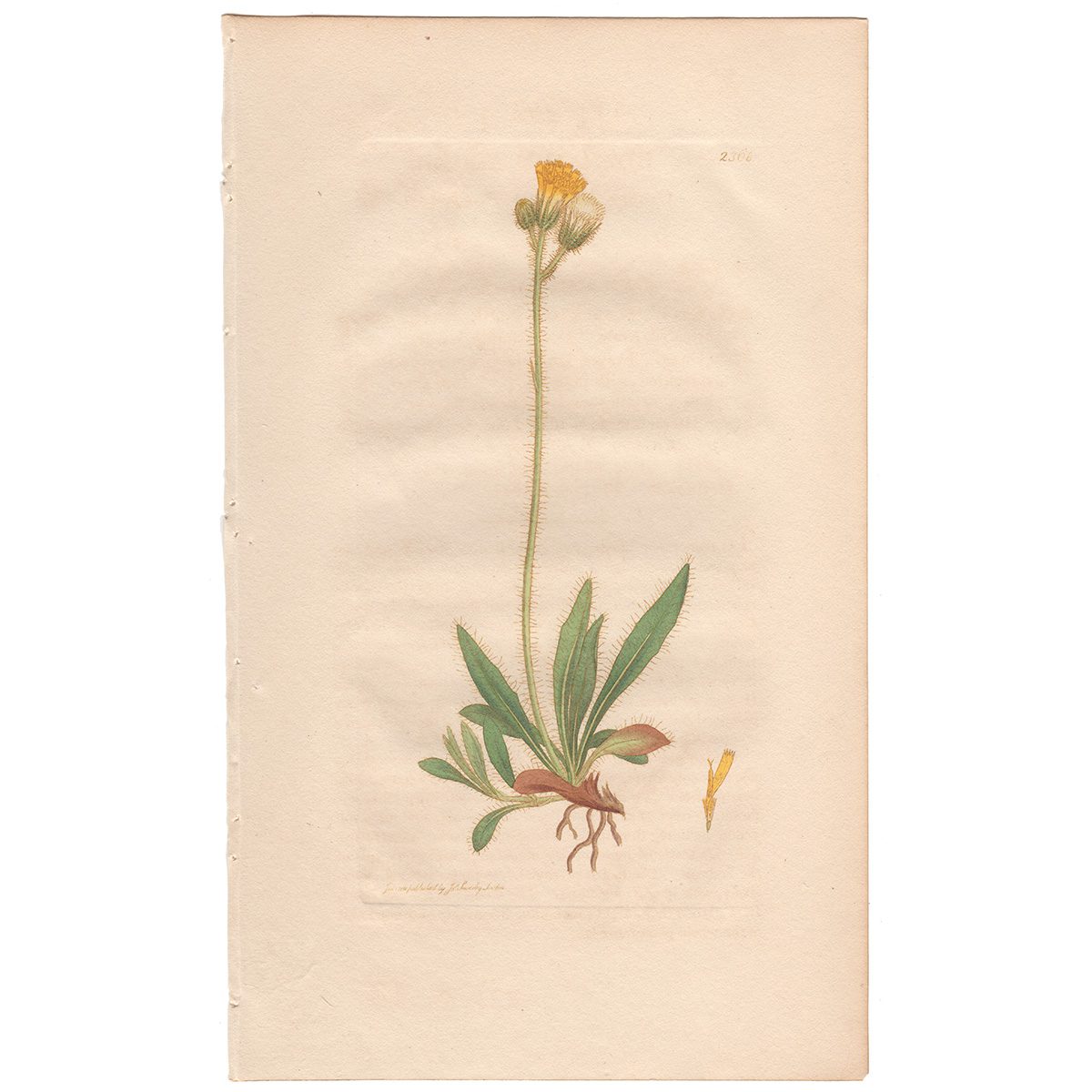 Sowerby Botany Plate 2368 Orange Mouse-ear Hawkweed