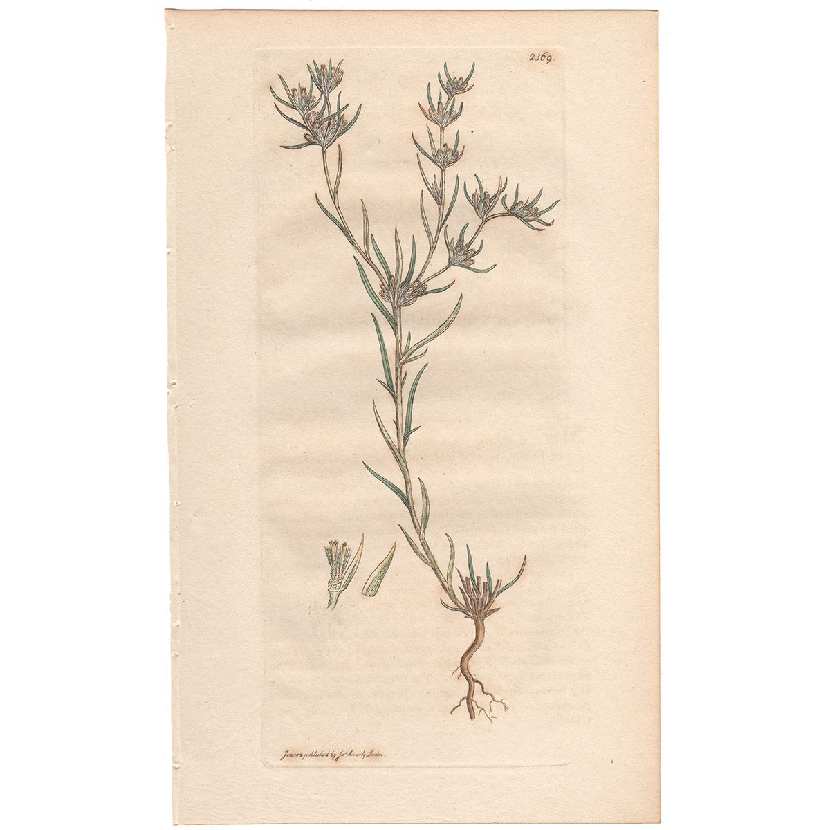 Sowerby Botany Plate 2369 Narrow-leaved Cudweed