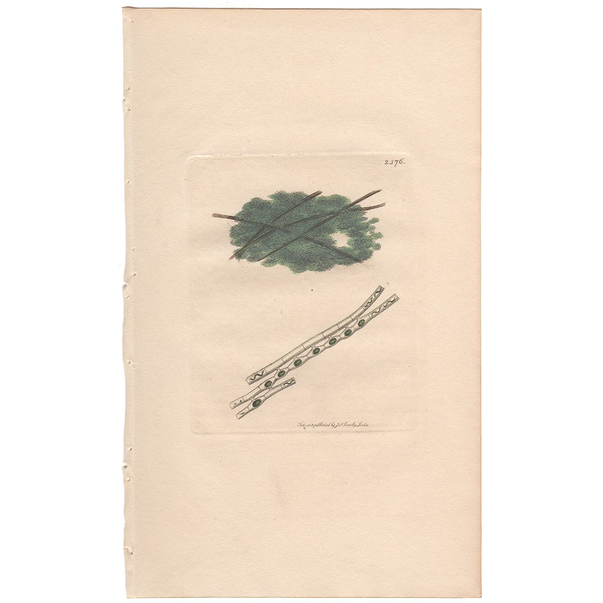Sowerby Botany Plate 2376 Inflated Combined Conferva