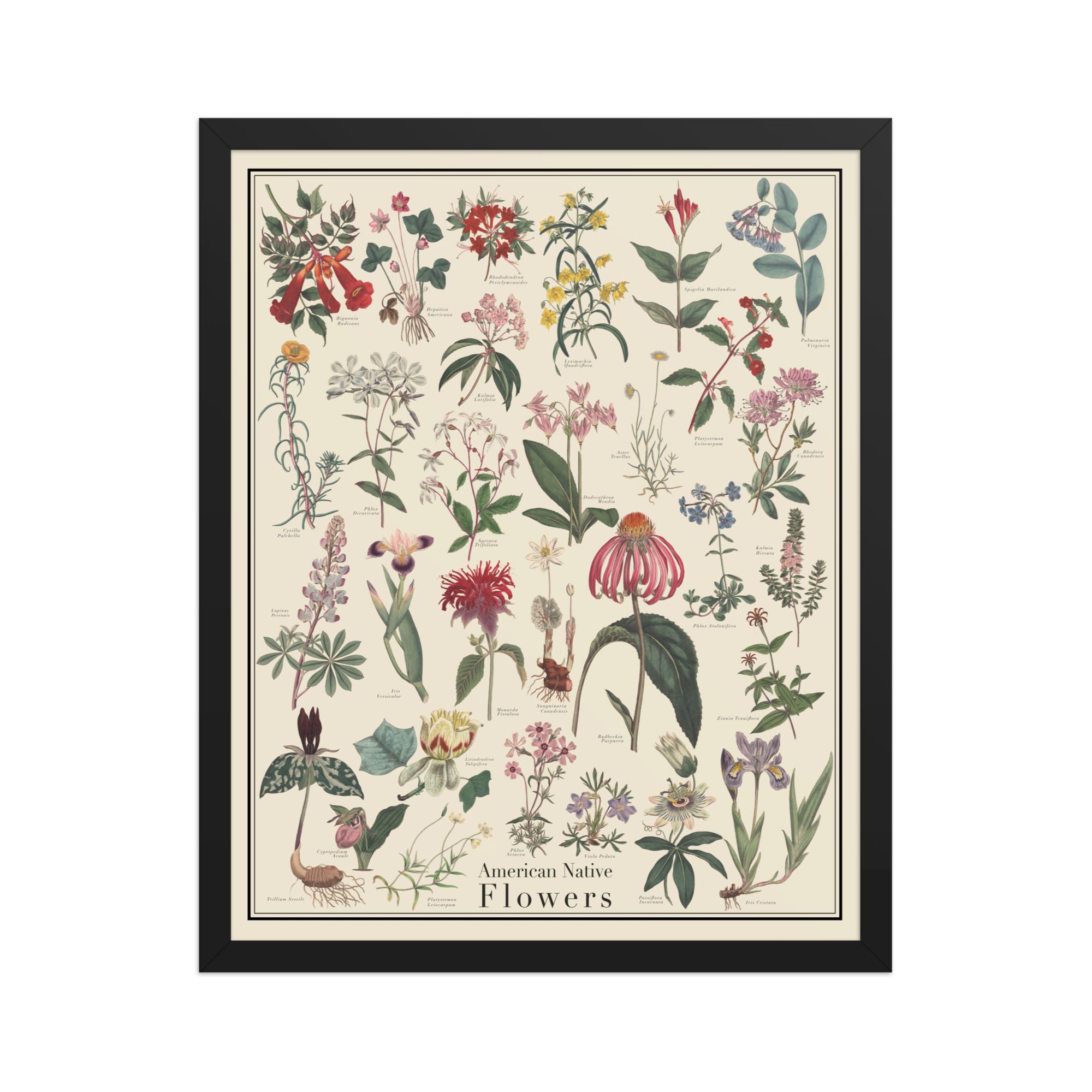 American Native Flowers framed vintage-style identification poster