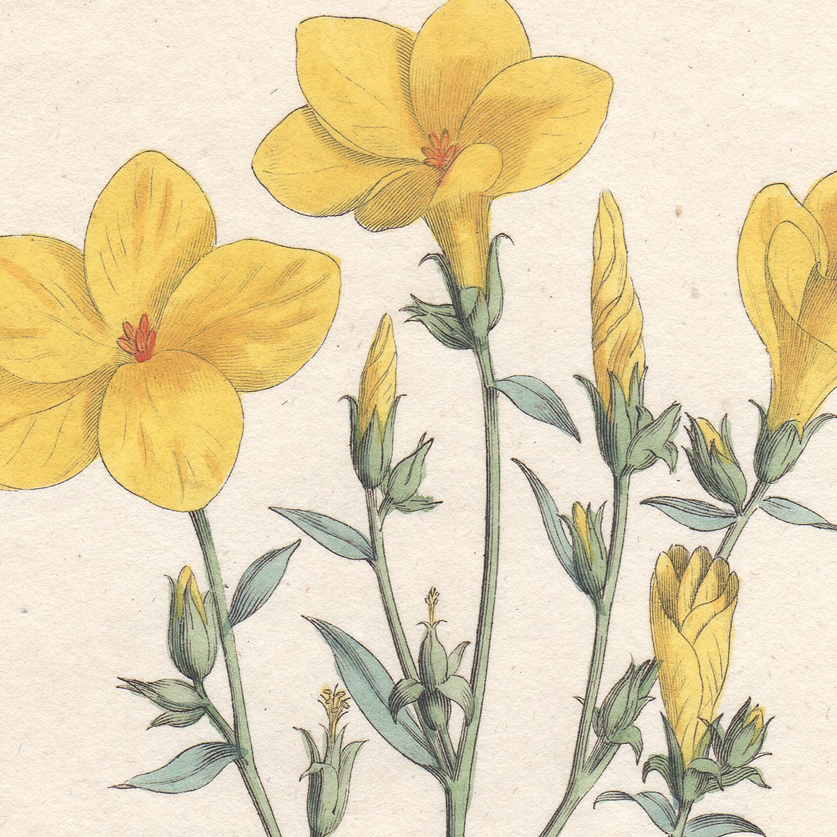 Original antique hand-colored engraving botanical print from Curtis’s Botanical Magazine; or Flower-Garden Displayed.