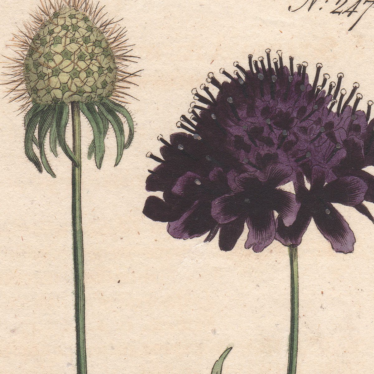 Original antique hand-colored engraving botanical print from Curtis’s Botanical Magazine; or Flower-Garden Displayed.