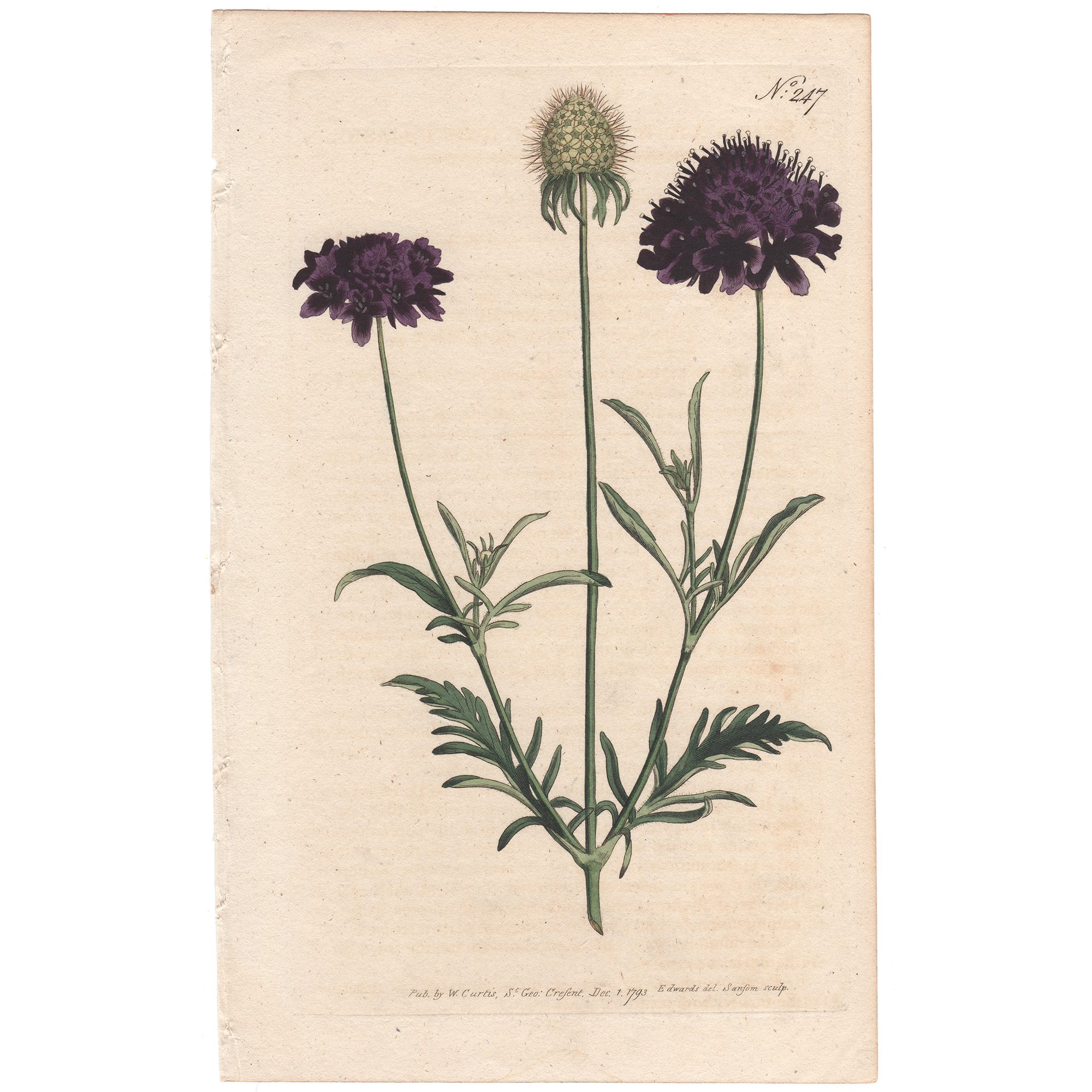 Curtis Plate 247 Sweet Scabious