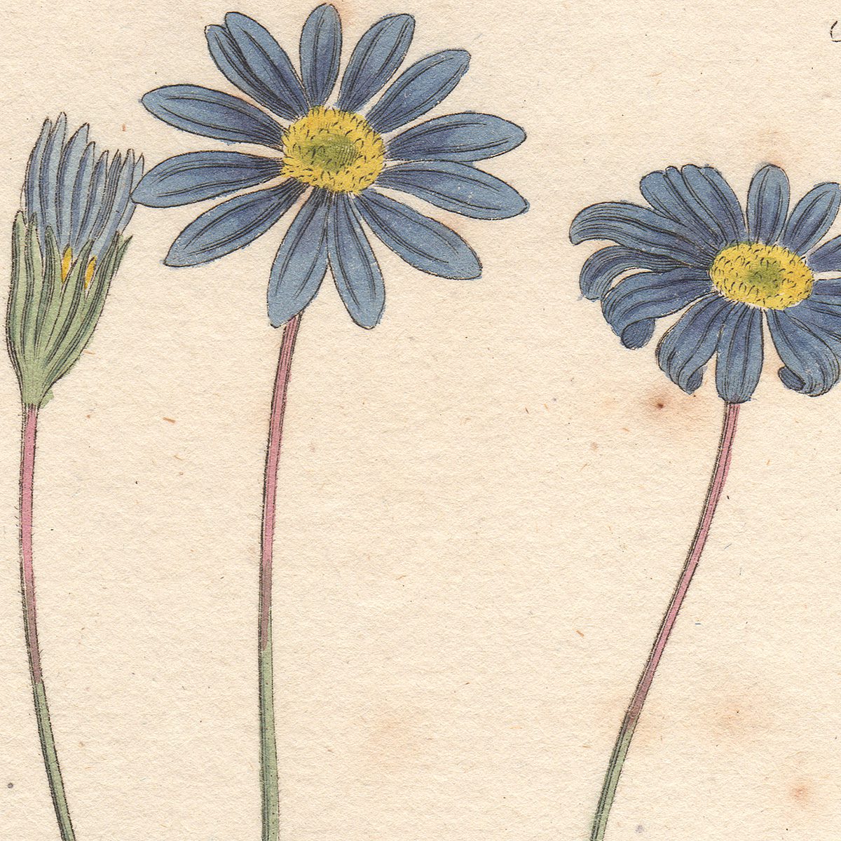 Original antique hand-colored engraving botanical print from Curtis’s Botanical Magazine; or Flower-Garden Displayed.