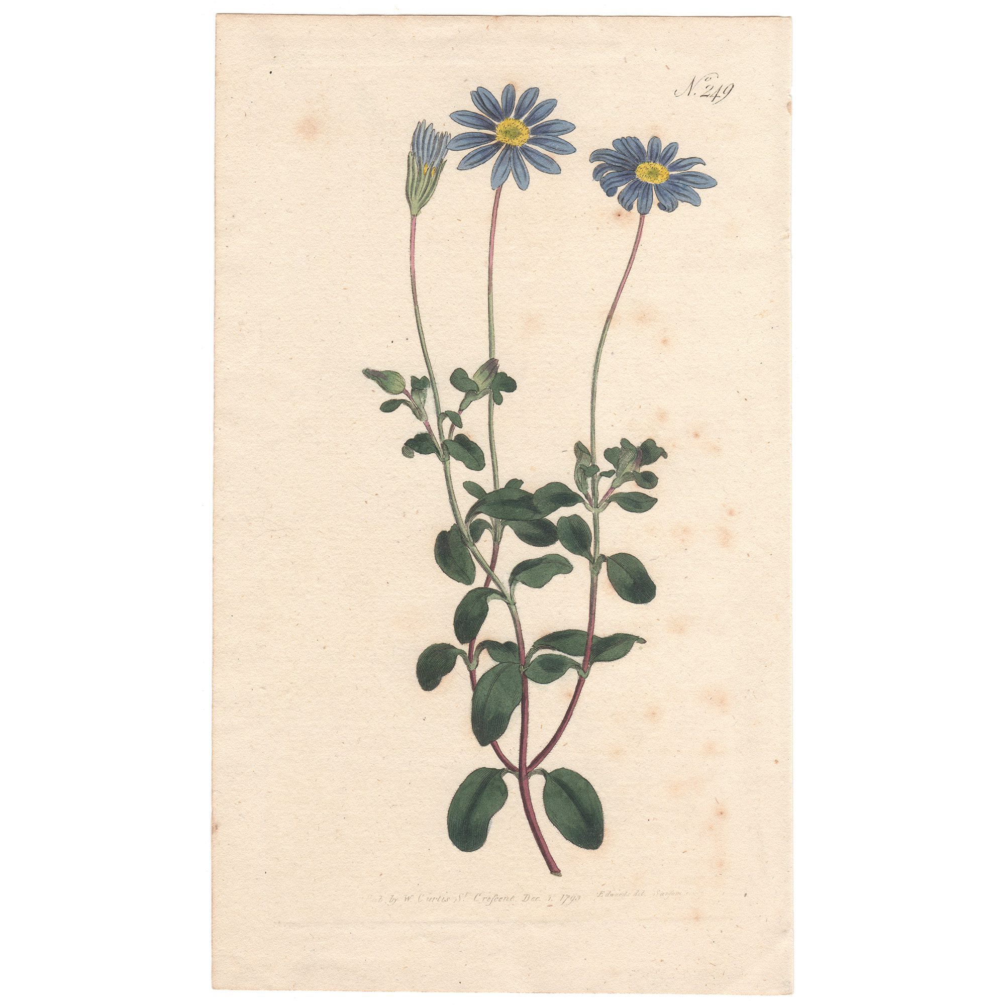 Curtis Plate 249 Blue-Flowered Cineraria