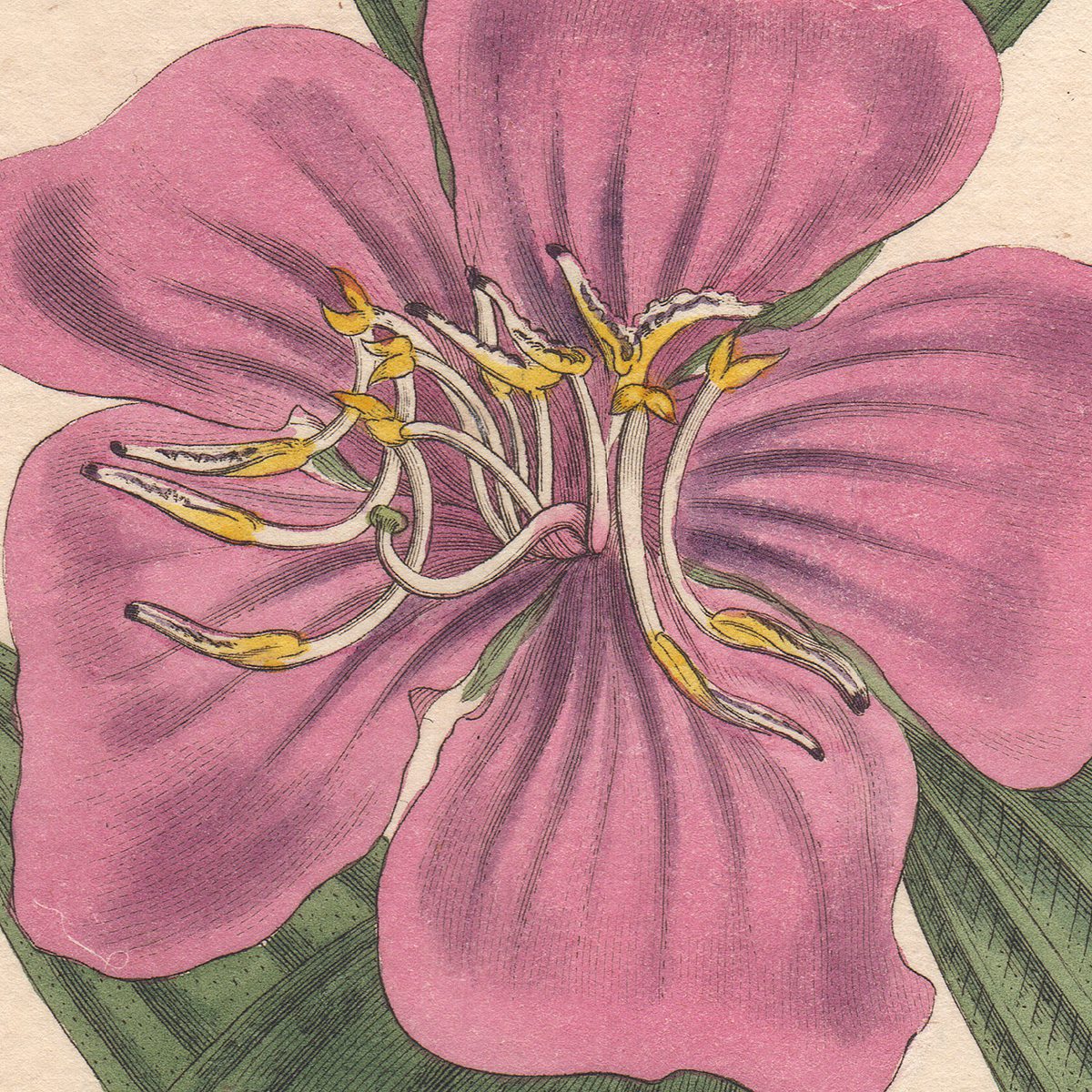 Curtis Plate 529 Cinnamon-Leaved Melastoma, or Black Strawberry-Tree - Image 2