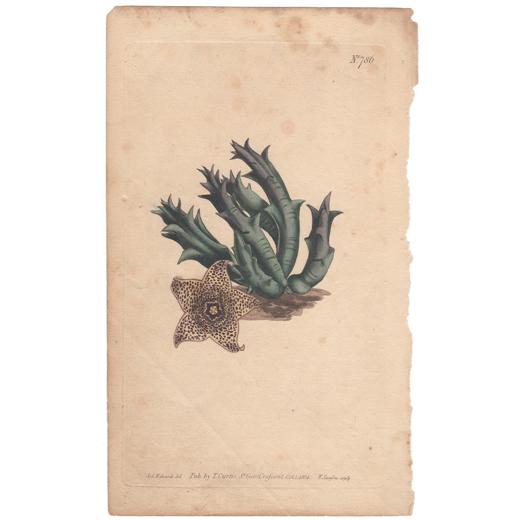 Curtis Plate 786 Warty-Flowered Stapelia