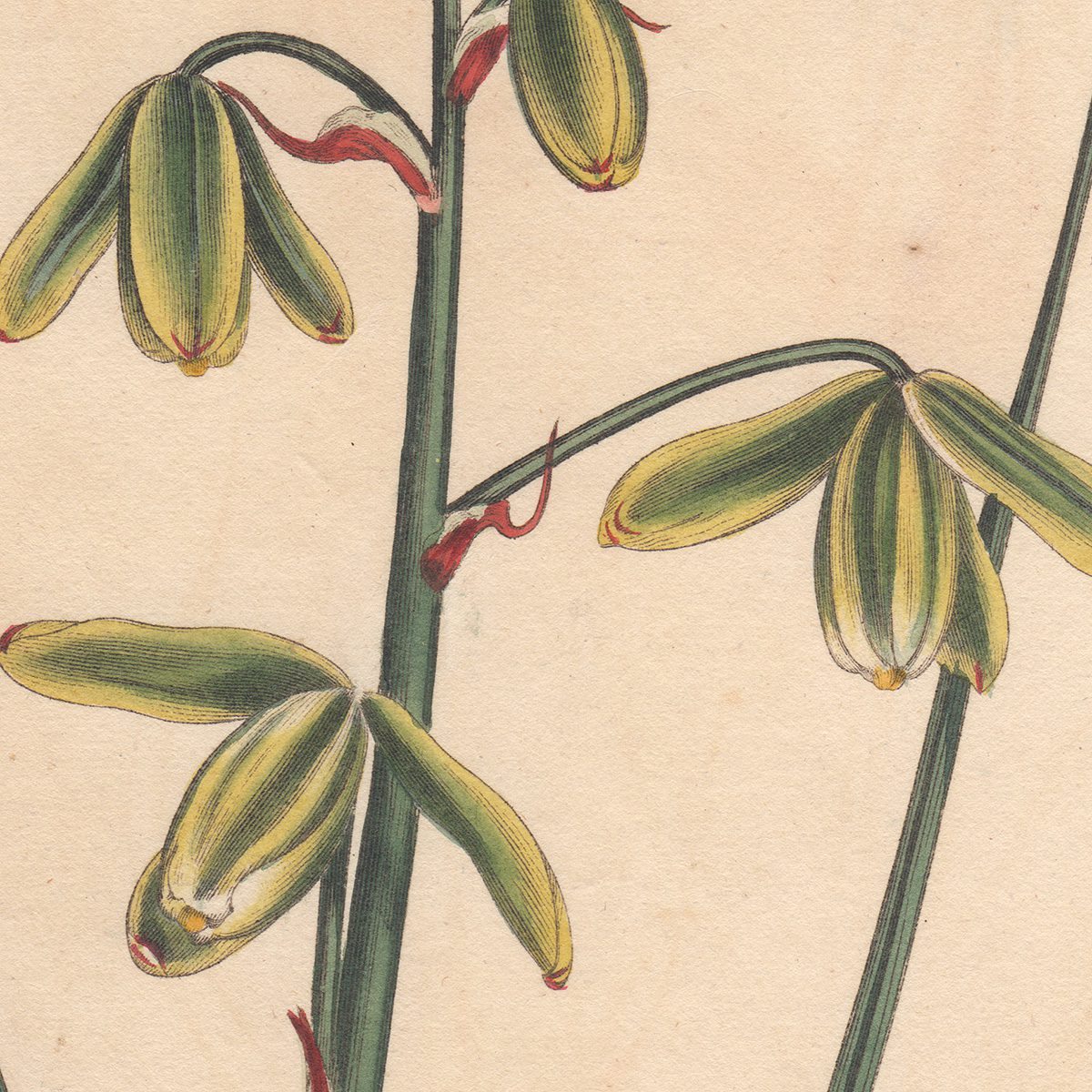 Curtis Plate 804 Larger Albuca - Image 2