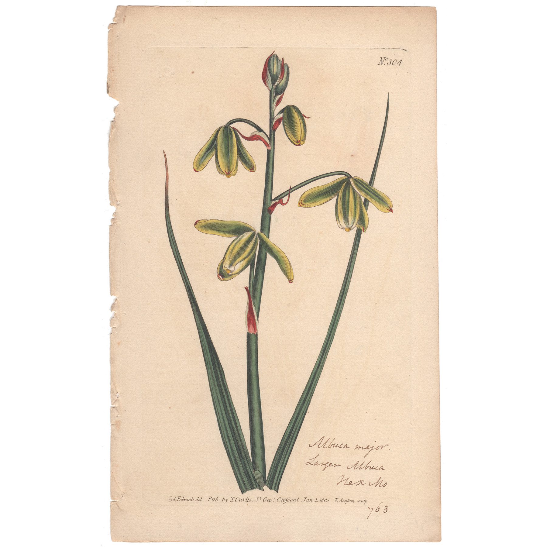 Curtis Plate 804 Larger Albuca