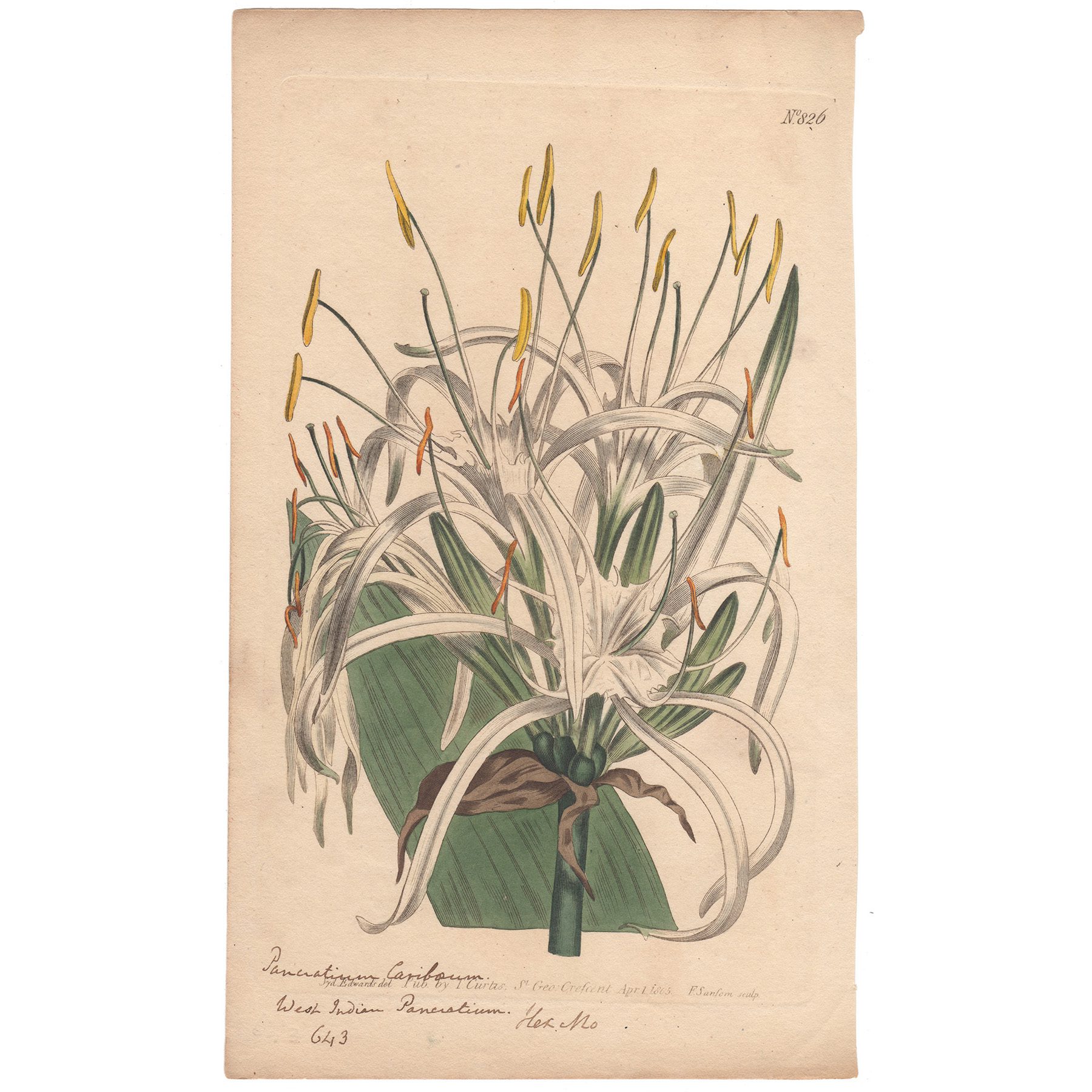 Curtis Plate 826 West-Indian Pancratium