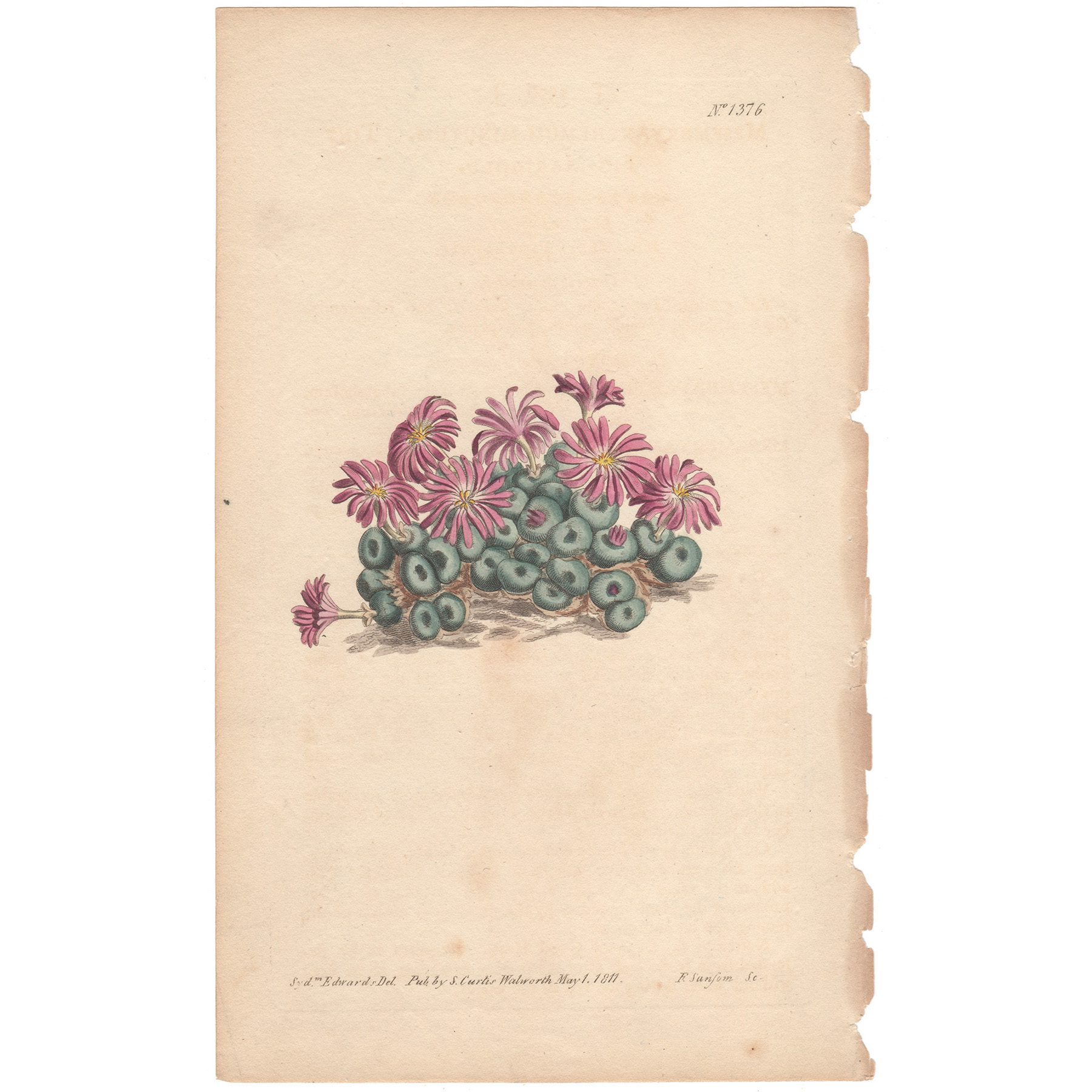 Curtis Plate 1376 Tiny Fig-Marigold