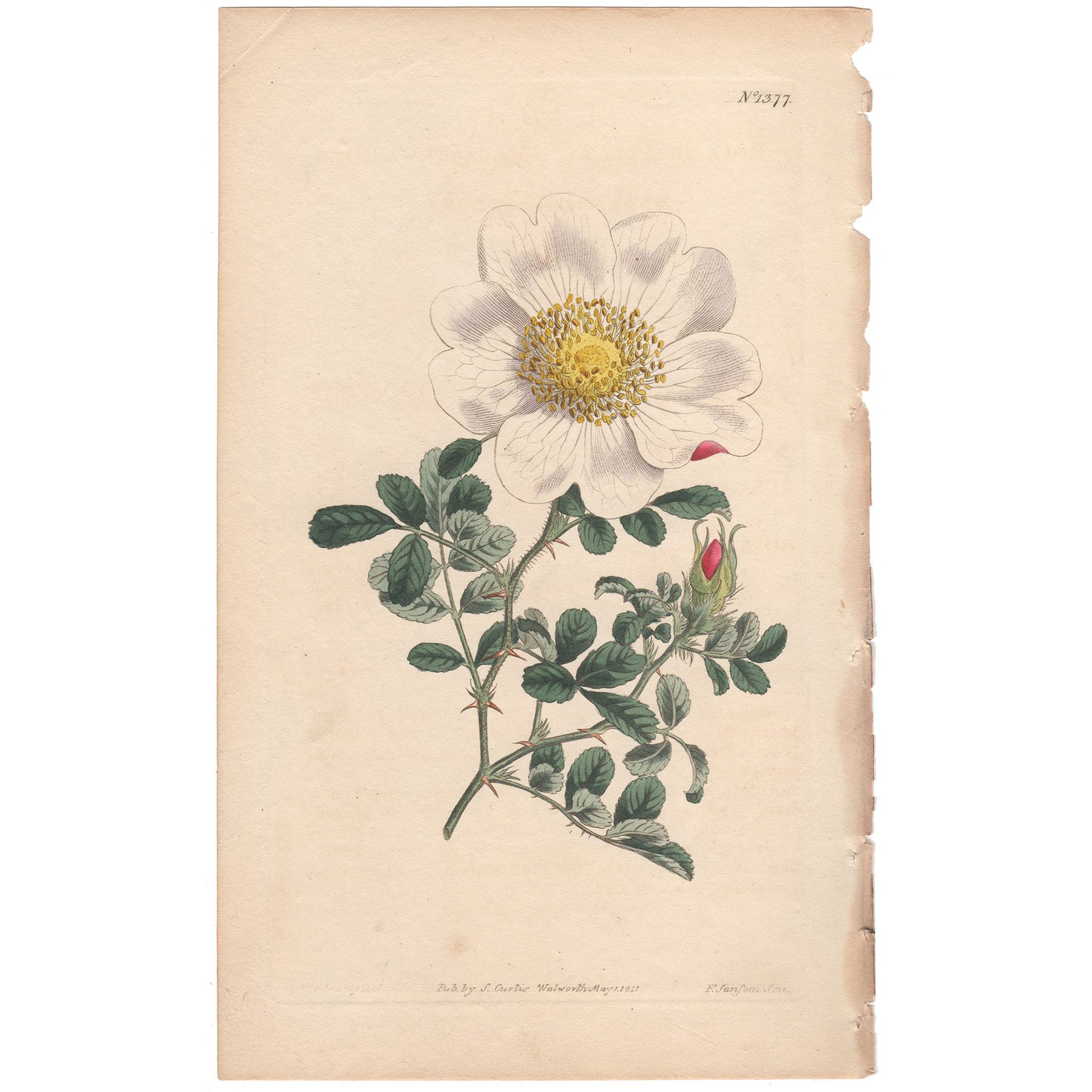 Curtis Plate 1377 Macartny's Rose