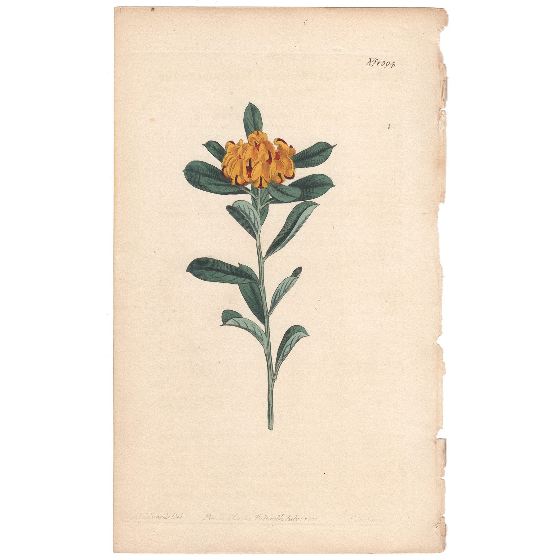 Curtis Plate 1394 Daphne-leaved Pultenaea