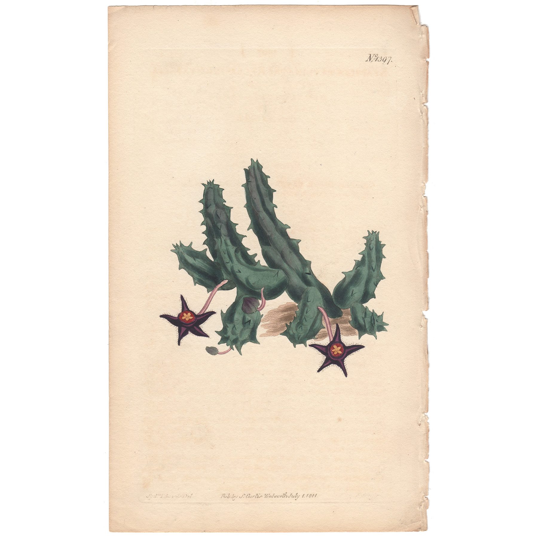 Curtis Plate 1397 Reclining Stapelia