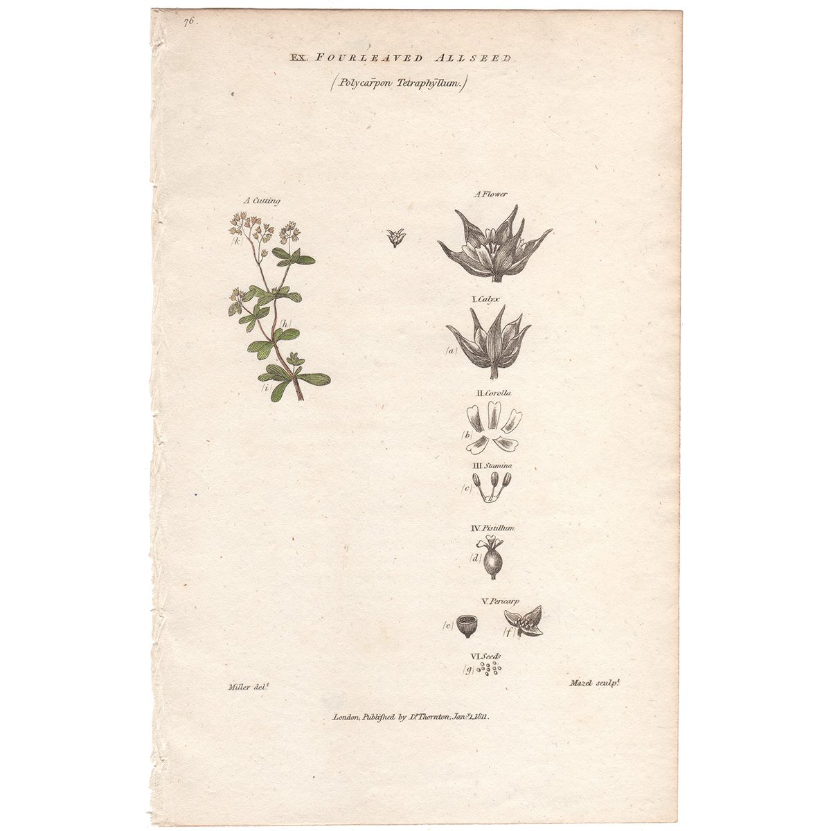 Thornton Flora Plate 57 Fourleaved Allseed