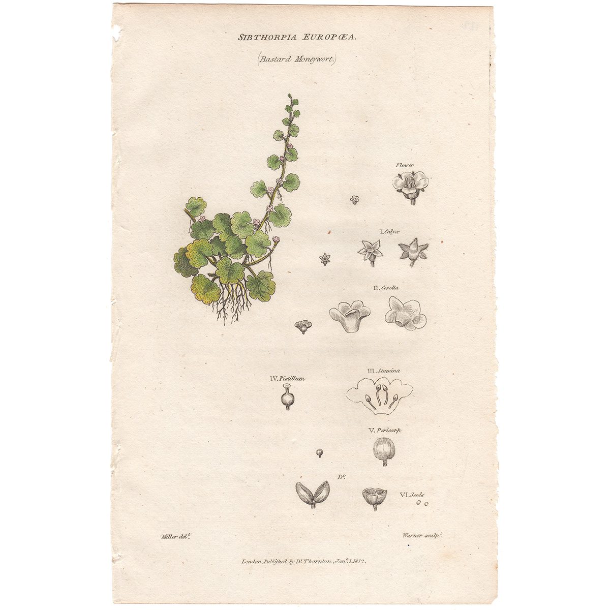 Thornton Flora Plate 122 Sibthorpia Europaea