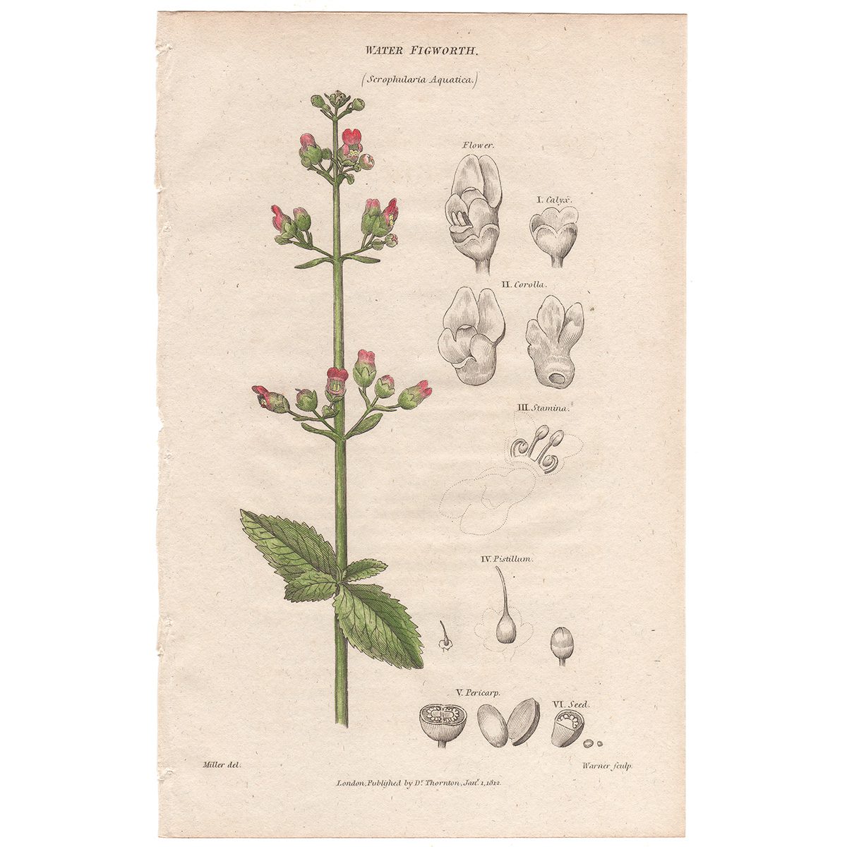 Thornton Flora Plate 126 Water Figworth