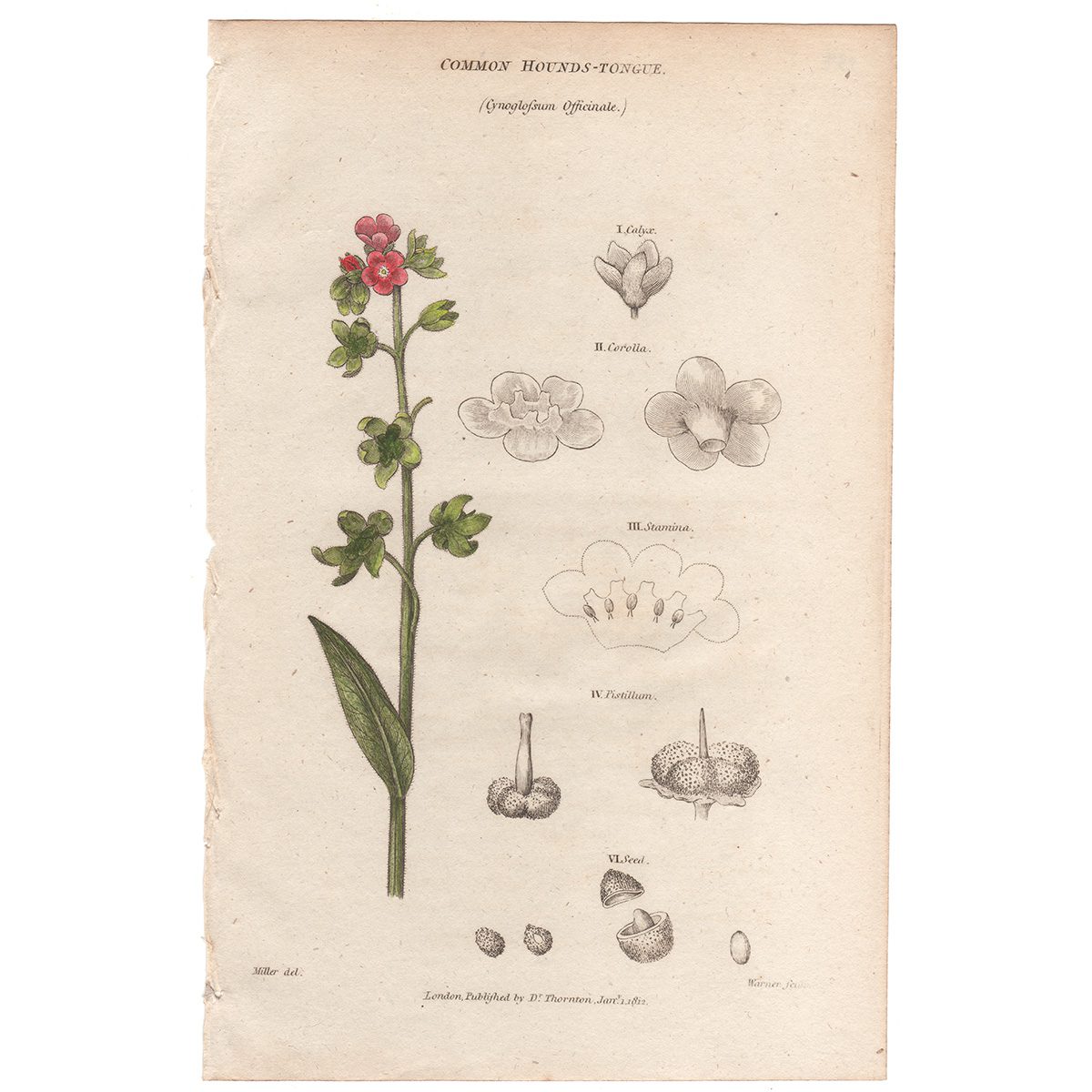 Thornton Flora Plate 134 Common Hound's-tongue