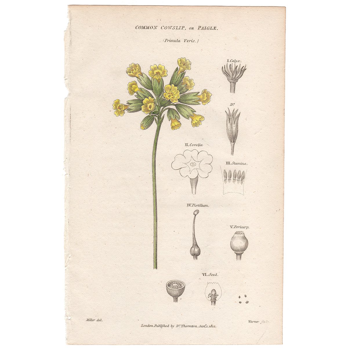 Thornton Flora Plate 152 Common Cowslip, or Paigle